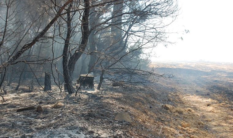 Saros’da ormanlık alandaki yangın kontrol altına alındı