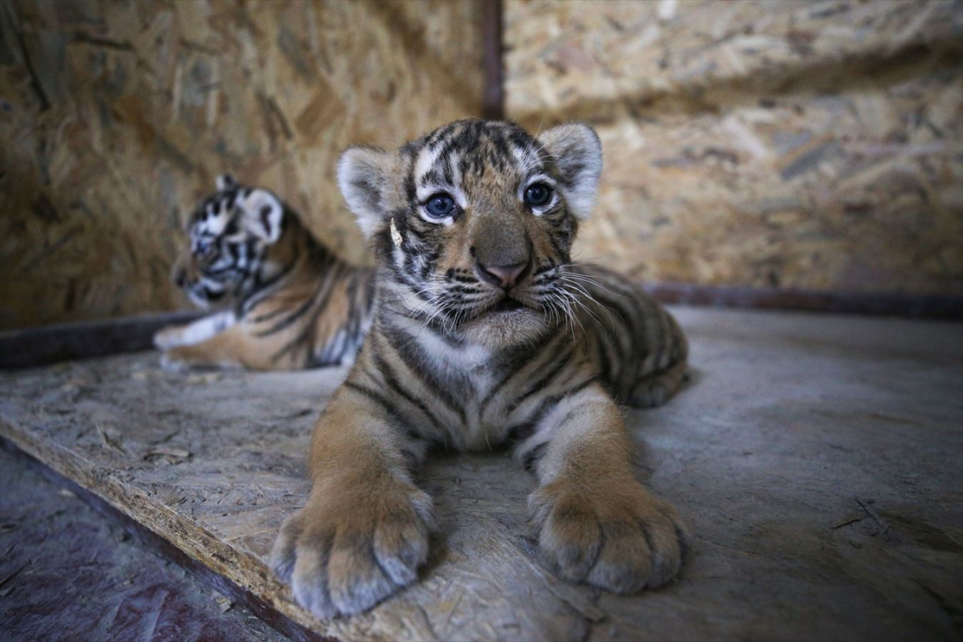 Aslan Park ailesine iki yavru Bengal kaplanı daha katıldı