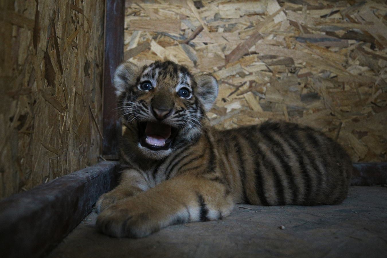 Aslan Park ailesine iki yavru Bengal kaplanı daha katıldı