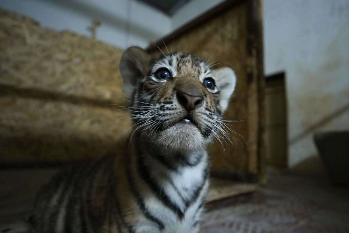 Aslan Park ailesine iki yavru Bengal kaplanı daha katıldı