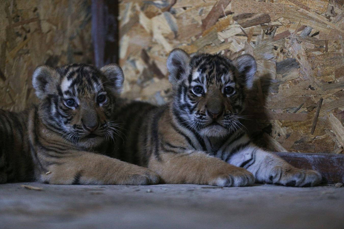 Aslan Park ailesine iki yavru Bengal kaplanı daha katıldı