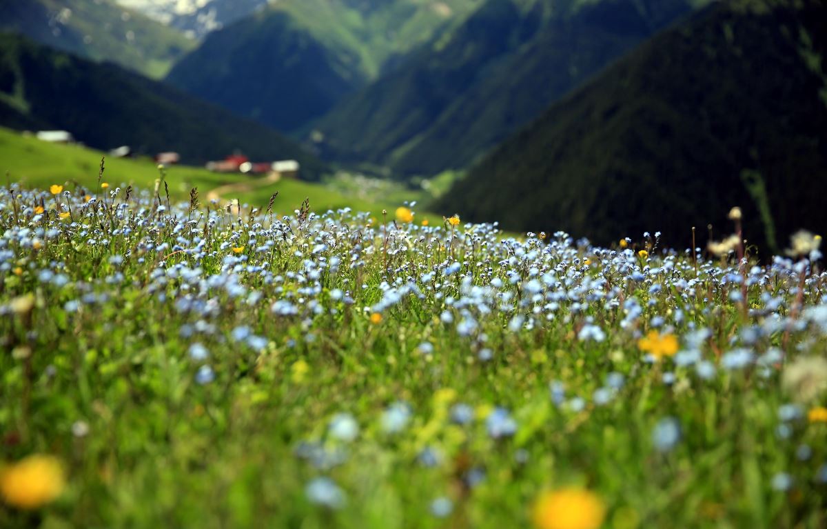 Rize'nin Petran Yaylası rengarenk