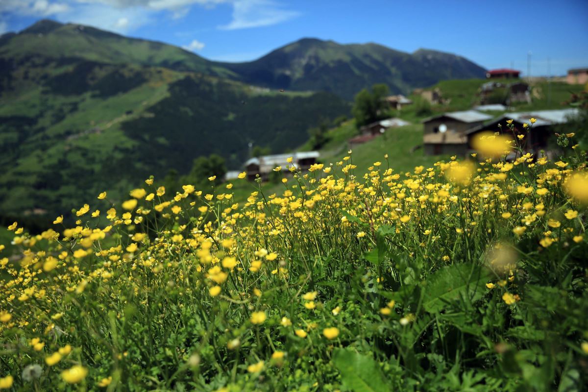 Rize'nin Petran Yaylası rengarenk