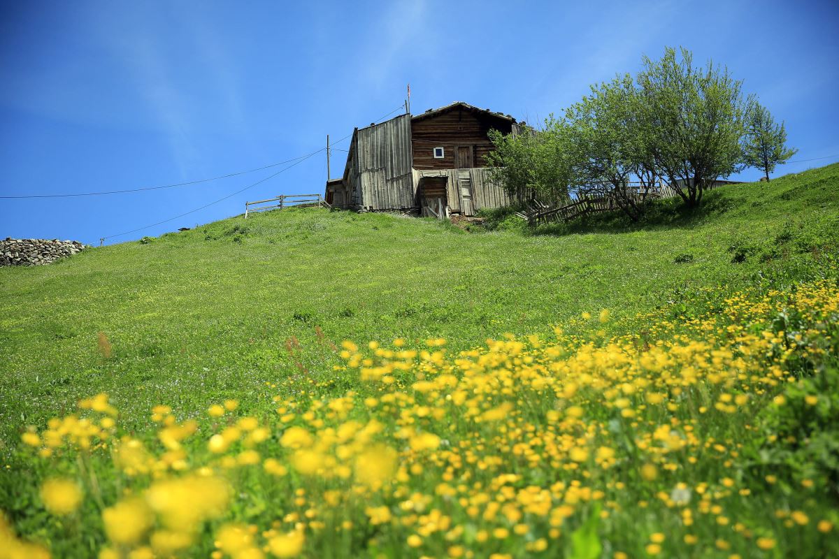 Rize'nin Petran Yaylası rengarenk