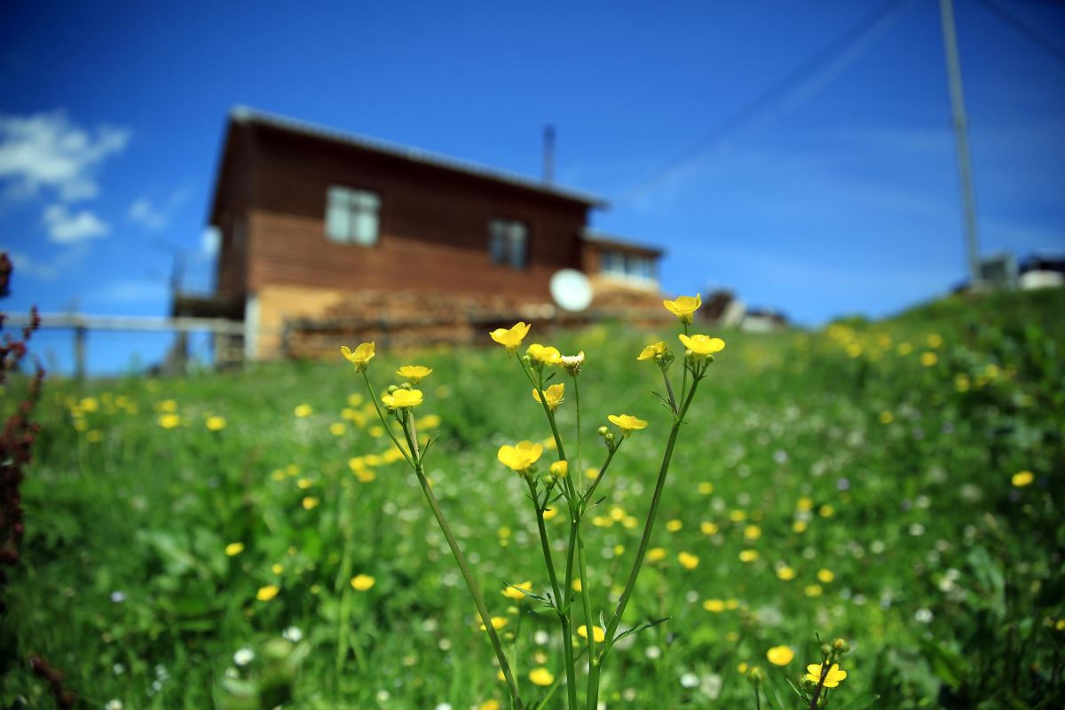 Rize'nin Petran Yaylası rengarenk