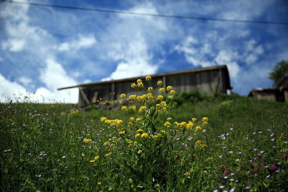 Rize'nin Petran Yaylası rengarenk