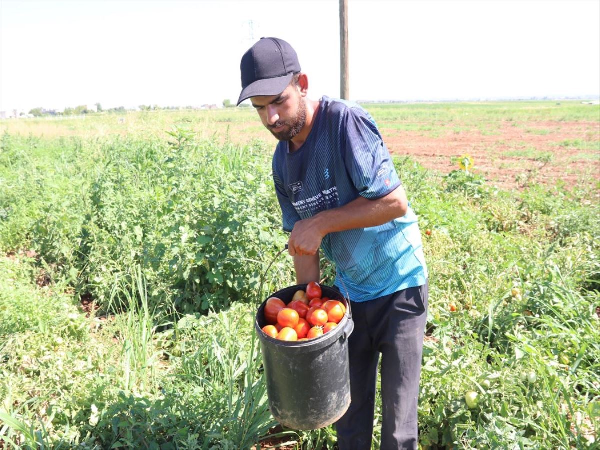 Şanlıurfa'da kavurucu sıcakta ekmek mücadelesi veriyorlar