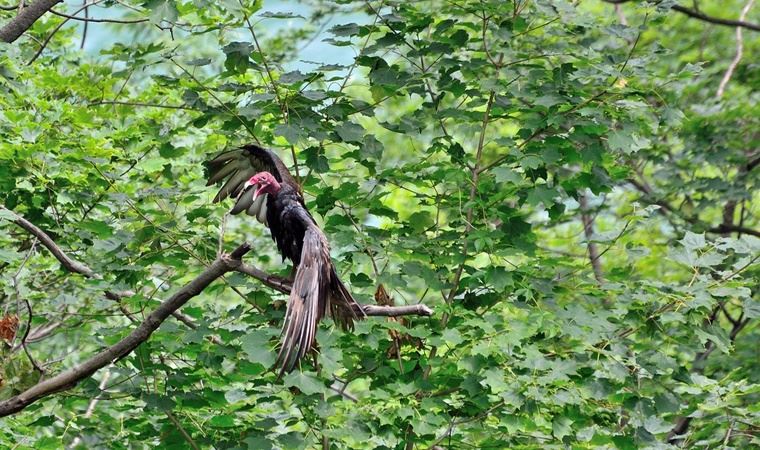 Yeni pandemileri önlemenin maliyeti, koronavirüsün maliyetinin yüzde ikisi