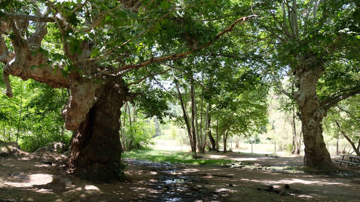 870 yıllık anıt çınar ağaçları yazı tahtasına döndü