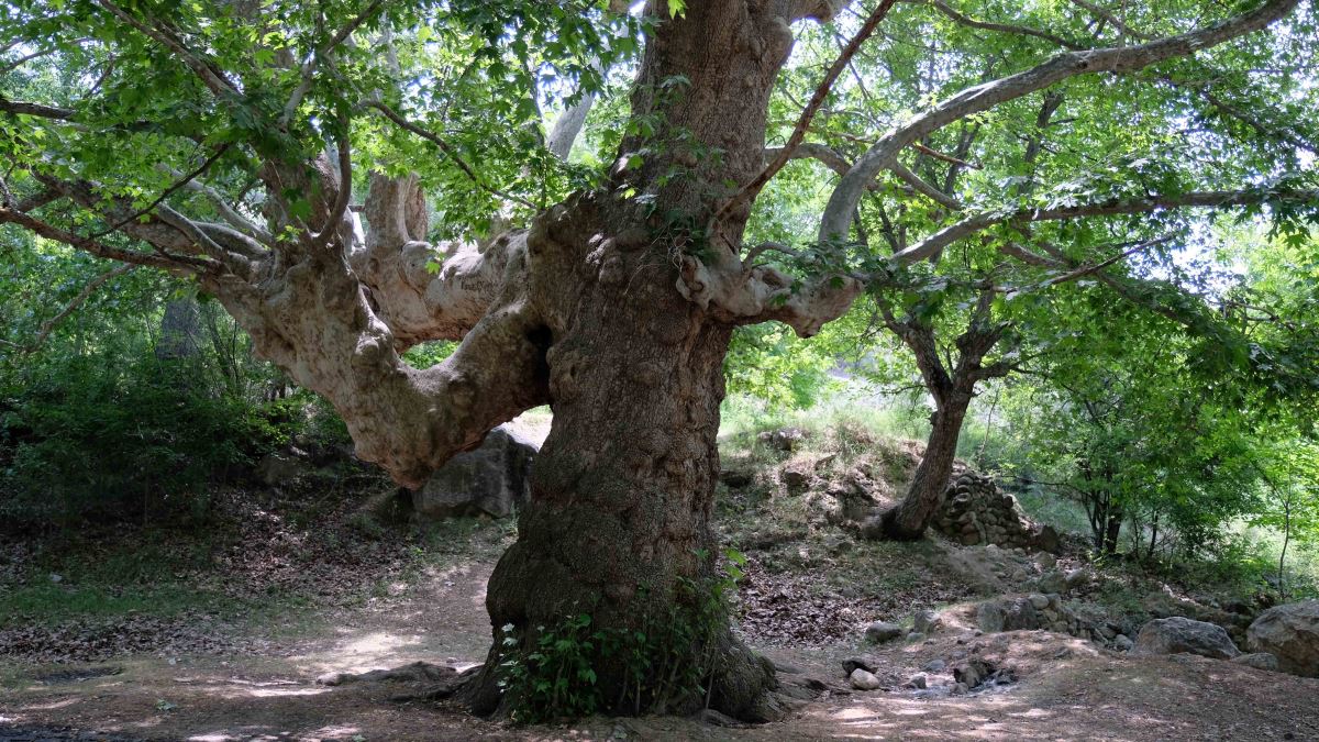 870 yıllık anıt çınar ağaçları yazı tahtasına döndü