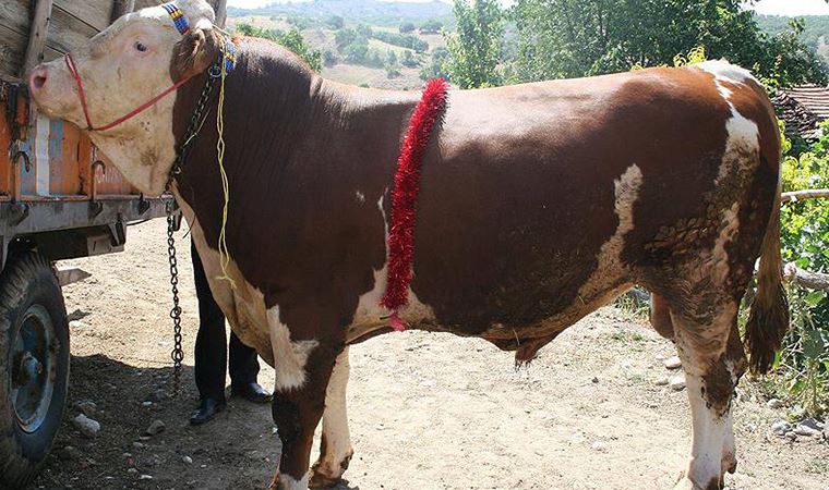 Kurbanlık aldığı boğanın saldırısında öldü