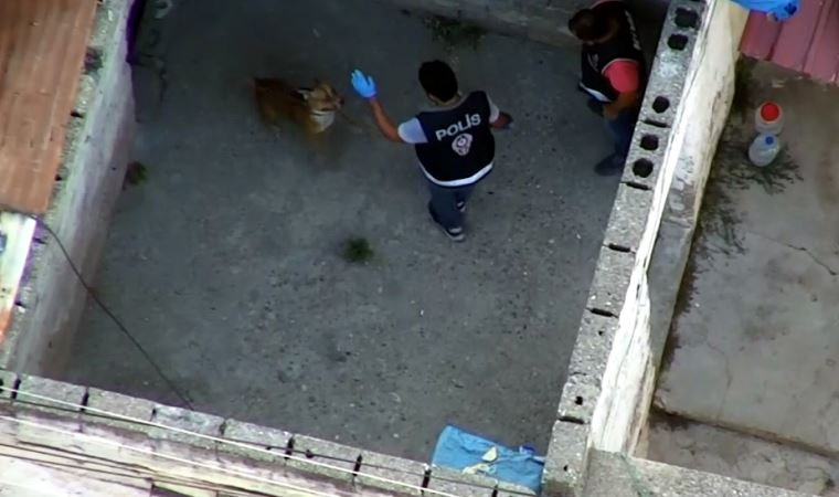 Adana'da suç örgütü operasyonunda polise köpek saldırdı