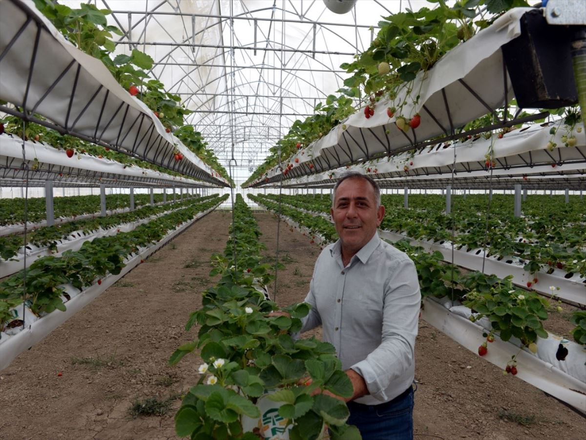 Topraksız serada 110 ton çilek hasat etmeyi bekliyor