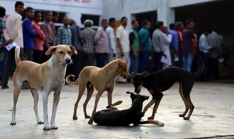 Hindistan'ın Nagaland eyaletinde köpek eti yasaklandı