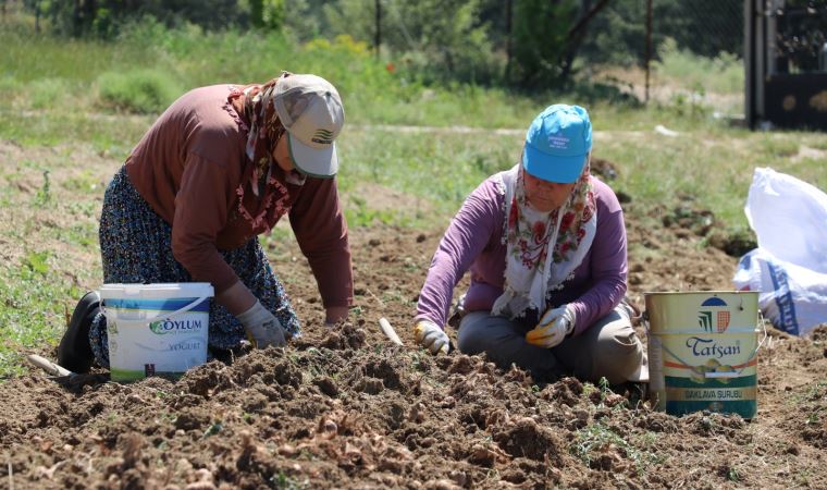 80 bin çiçekten sadece yarım kilo safran üretilebiliyor: Soğanları topladı