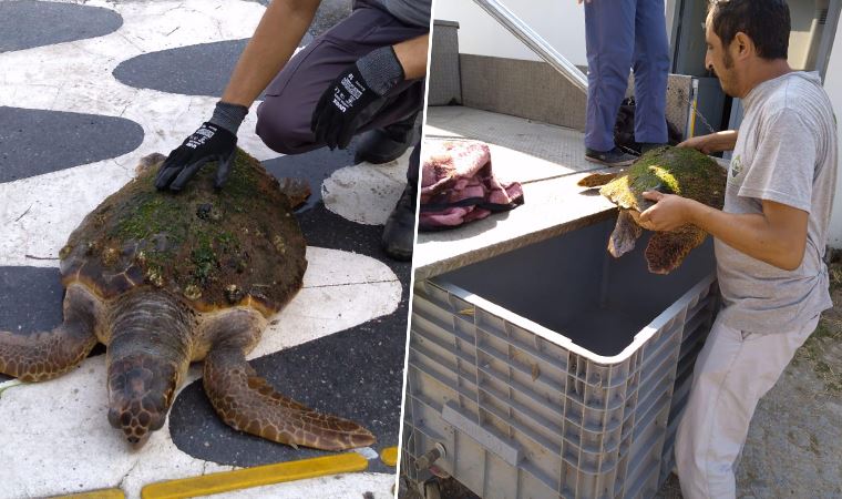 İzmir Körfezi’nde kıyıya vuran caretta caretta kurtarıldı