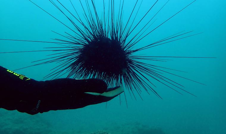 Zehirli deniz kestaneleri, Doğu Akdeniz turizmini tehdit ediyor