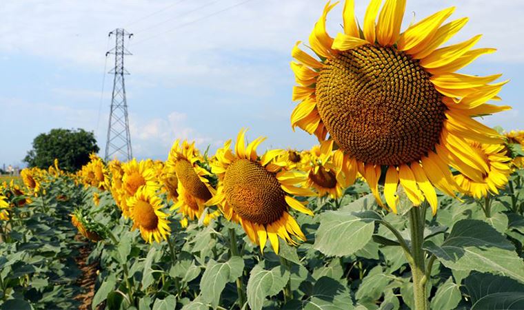 Ayçiçeğinin İthalatı yasaklansın