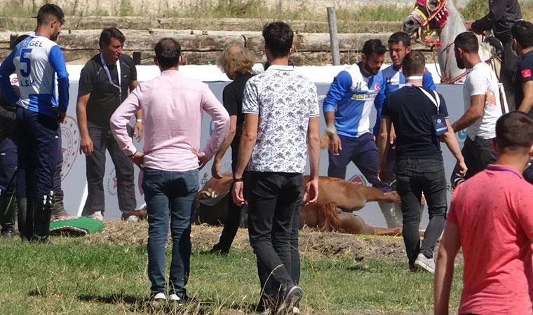 Malazgirt Zaferi etkinliklerinde bariyerlere çarpan at öldü