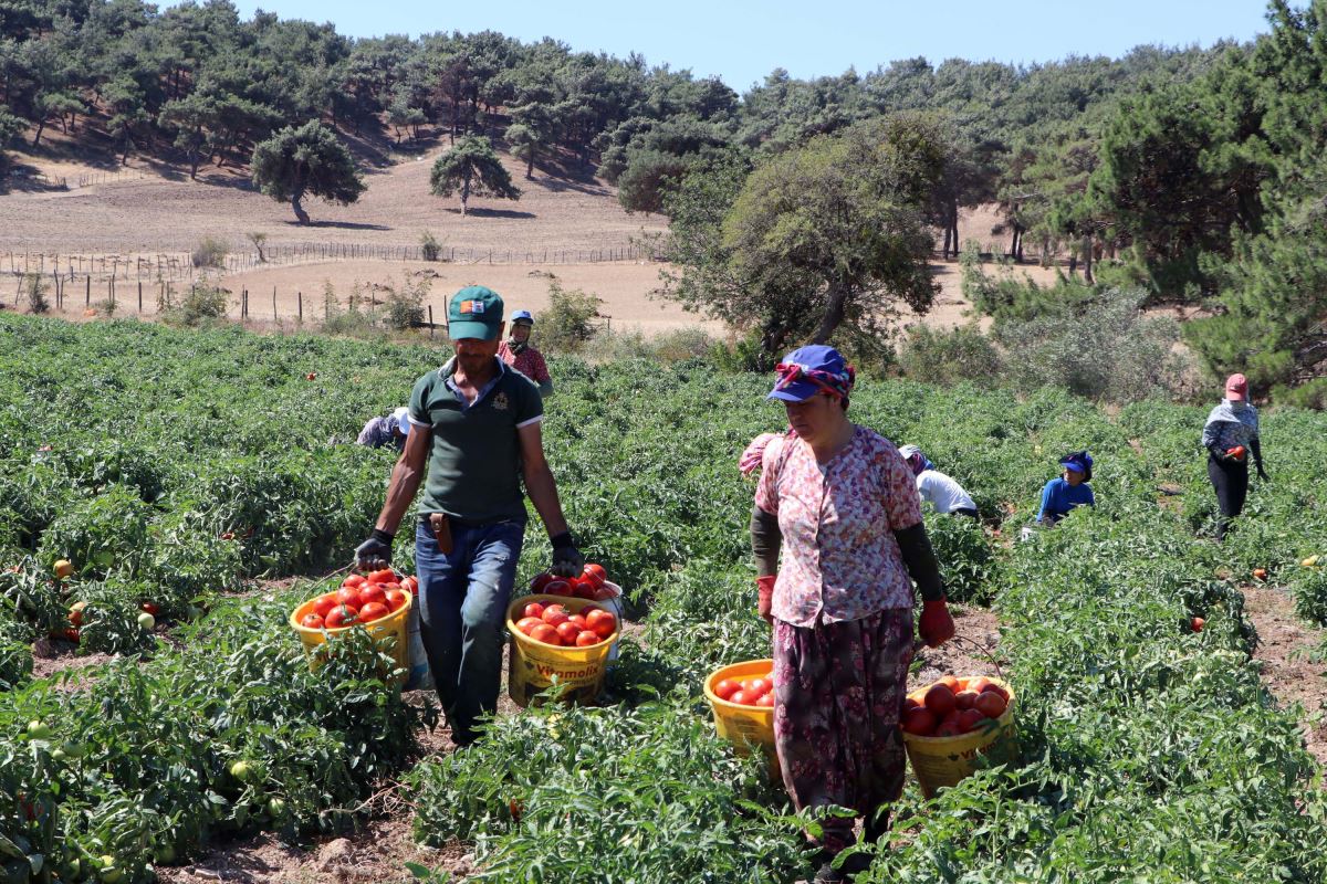 Meşhur Çanakkale domatesinin hasadı sürüyor