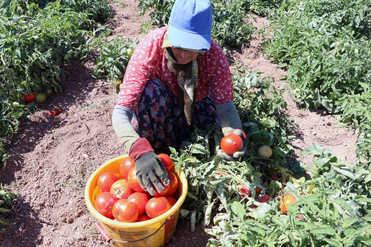 Meşhur Çanakkale domatesinin hasadı sürüyor