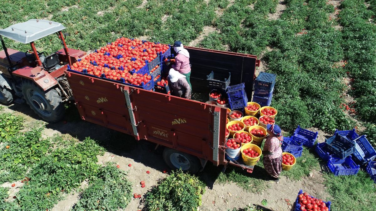 Meşhur Çanakkale domatesinin hasadı sürüyor