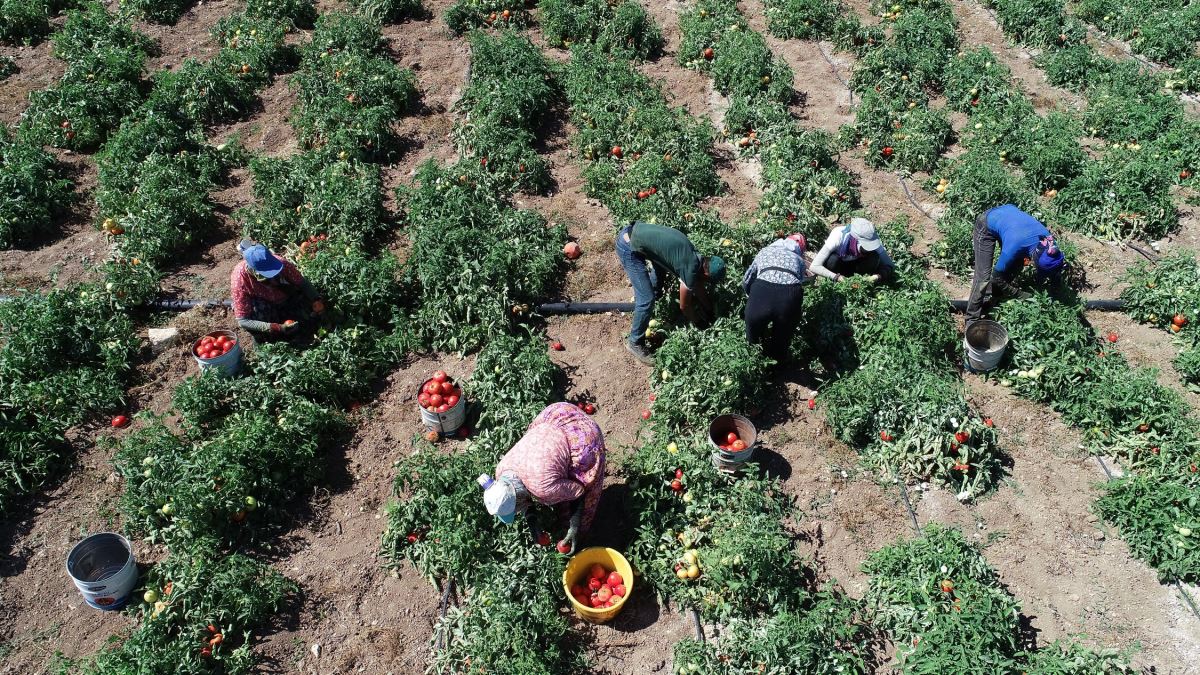 Meşhur Çanakkale domatesinin hasadı sürüyor