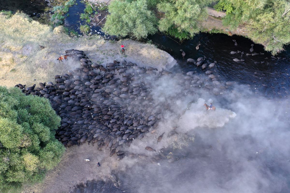 Erciyes'in eteklerinde yayılan mandaların gün sonu banyosu