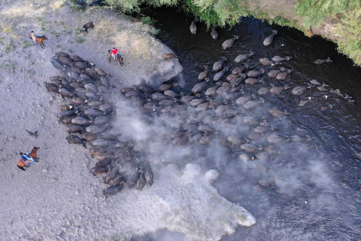 Erciyes'in eteklerinde yayılan mandaların gün sonu banyosu