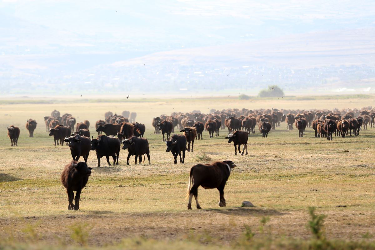 Erciyes'in eteklerinde yayılan mandaların gün sonu banyosu