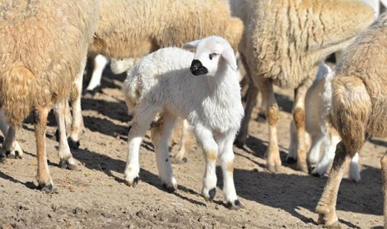 'Tarlaya koyun girdi' kavgası: 2 ölü