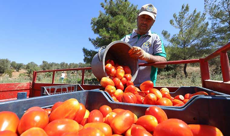 Belediye arazileri tarıma açıldı, bin 255 ailenin yüzü güldü