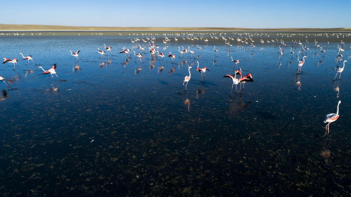 Flamingoların yaşam alanı daralıyor