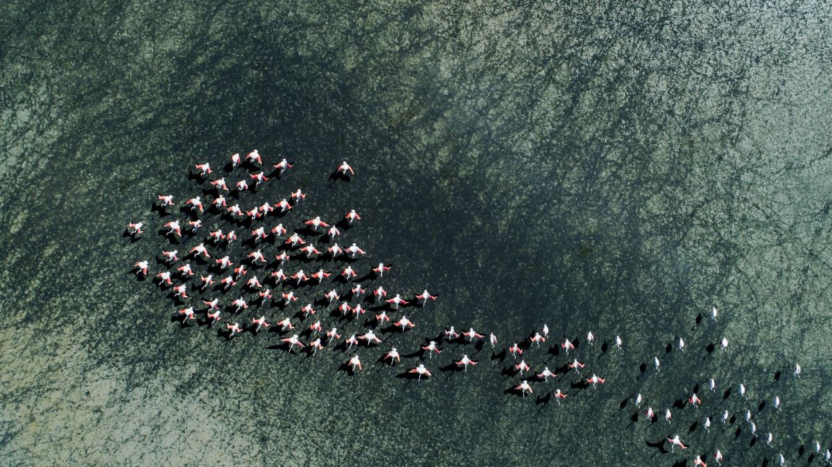 Flamingoların yaşam alanı daralıyor