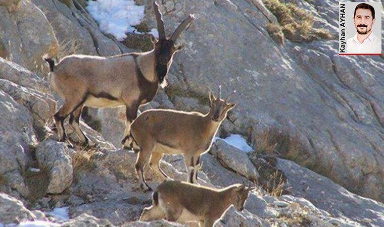 Erzincan’daki yaban keçileri de kurtuldu