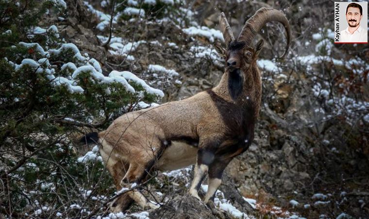 Erzincan’daki yabankeçileri de kurtuldu