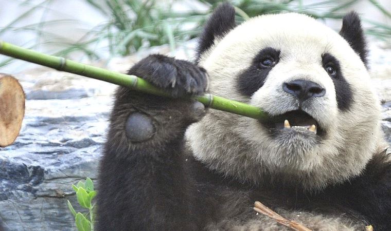 Panda koruma alanları nedeniyle 'bazı yırtıcıları soyu tehlikeye girdi'