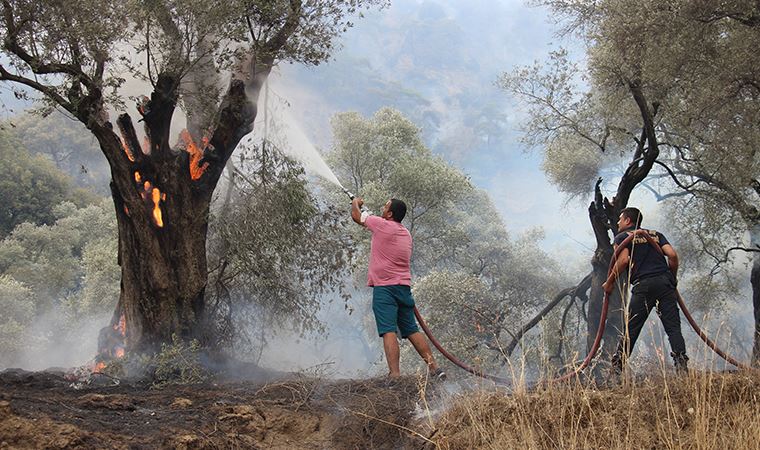 250 bin zeytin ve incir ağacı yandı!