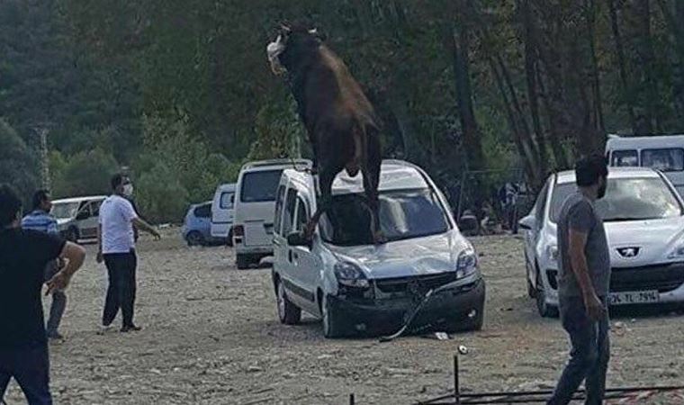 Kurbanlıkların arabalara verdiği zarar sigorta kapsamına giriyor