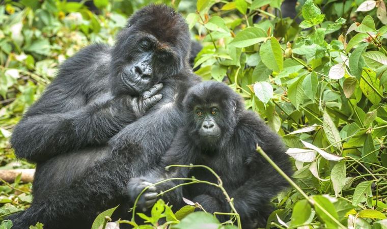 WWF: Yaban hayvanlarının nüfusu 50 yılda yüzde 68 azaldı