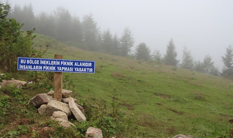 Yaylaya çöp bırakan piknikçilere tabelalı uyarı: Bu bölge ineklerin piknik alanıdır