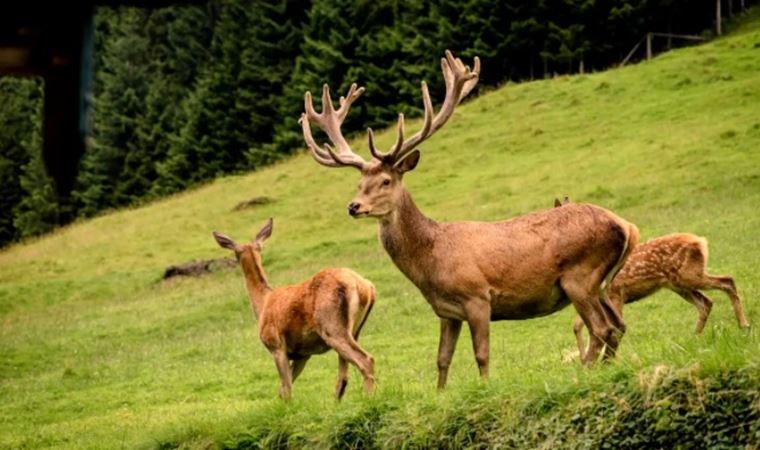 Bolu'da 16 geyiğin avlanacağı ihaleye yürütmeyi durdurma kararı