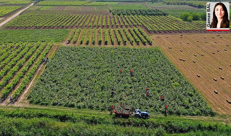 Ağustosta yıllık enflasyon yüzde 11.77 olurken, çiftçinin enflasyonu yüzde 17.36 arttı