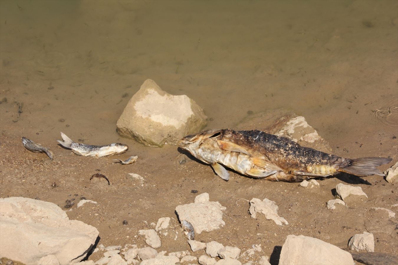 Mersin'de balık ölümlerinin yaşandığı gölette inceleme başlatıldı