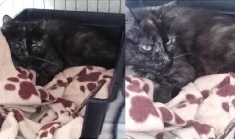 Hollanda'da kaybolan kedi 2 yıl sonra Belçika'da bulundu