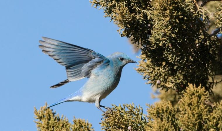 ABD'nin New Mexico eyaletinde toplu göçmen kuş ölümleri: 'Milyonlarca kuş ölmüş olabilir'