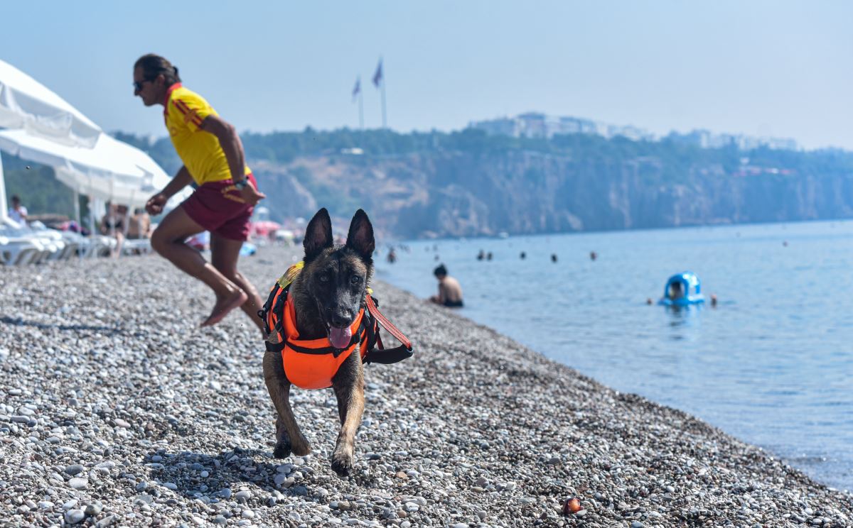 Türkiye'nin ilk cankurtaran köpeği Fox