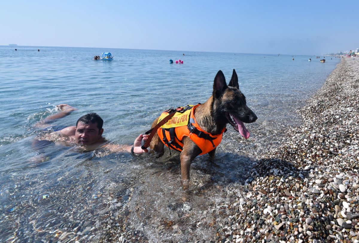 Türkiye'nin ilk cankurtaran köpeği Fox