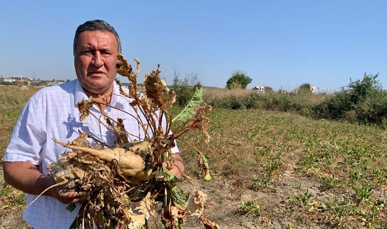 Gürer: 'Fabrikalar alım yapıyor ama fiyat belli değil'