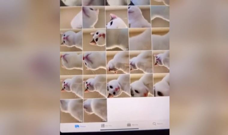 Avusturalya'da kedi tabletle onlarca selfie 'çekmiş'